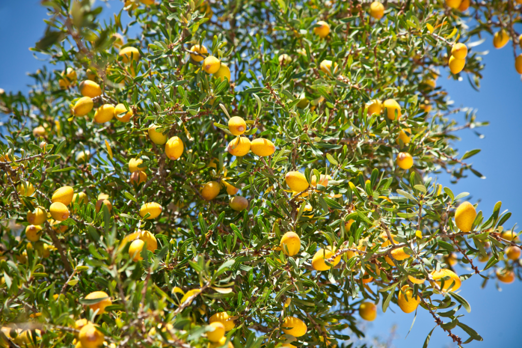 Argan leaves used in traditional Moroccan herbal tea