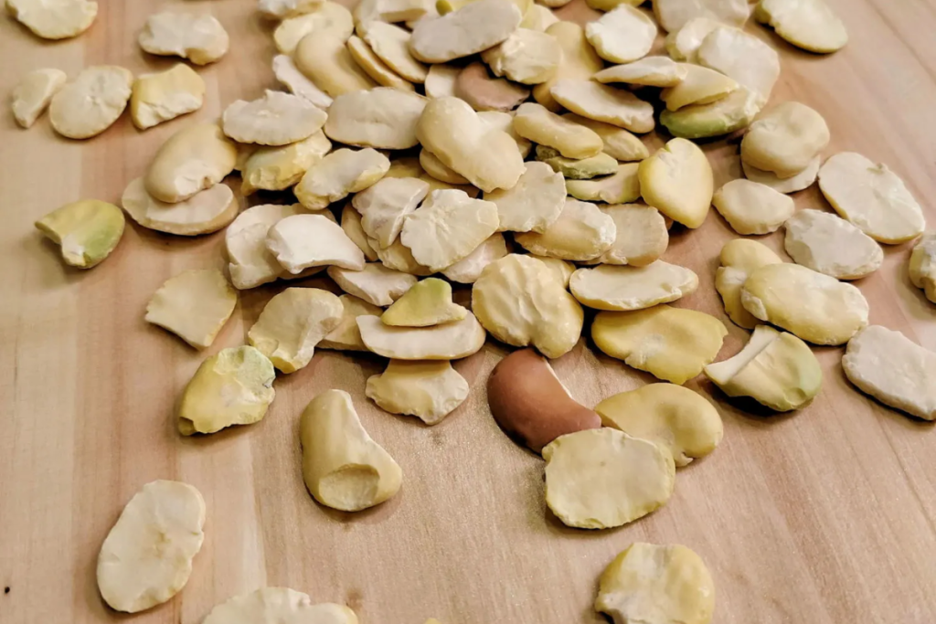 Soaking dried split fava beans overnight for Moroccan Bissara