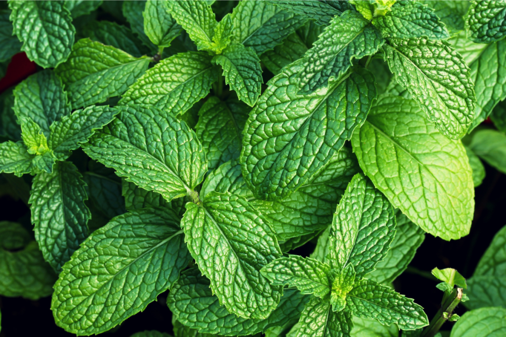Fresh Moroccan mint leaves for traditional herbal tea